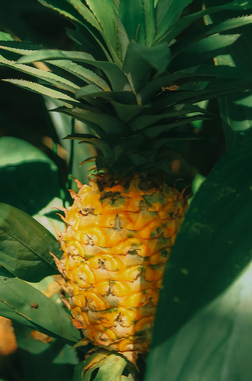 Pineapple, 930g